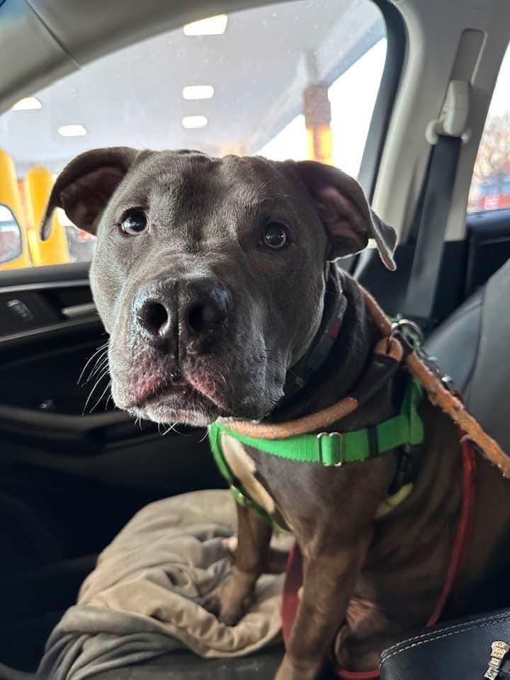 Marcus, Adoptable, Adult Male Mixed Breed.