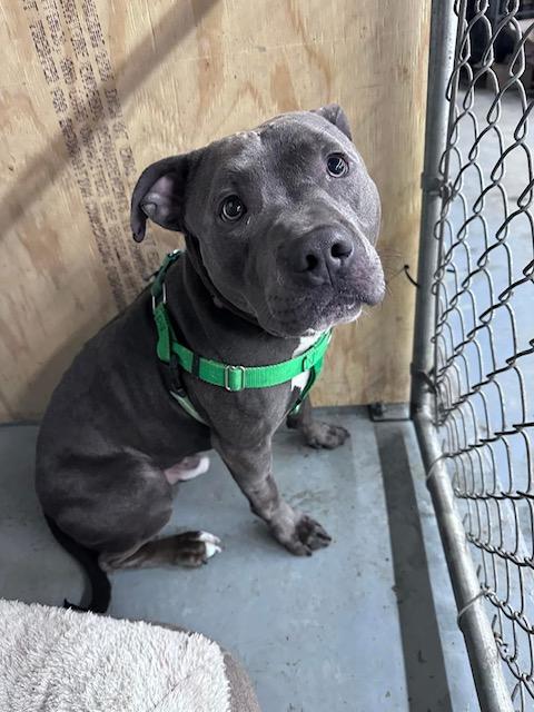 Marcus, a Adoptable Mixed Breed in Blue Island, IL image 1/5