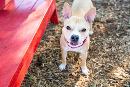 Puggy, Adoptable, Adult Female Mixed Breed & Mixed Breed.