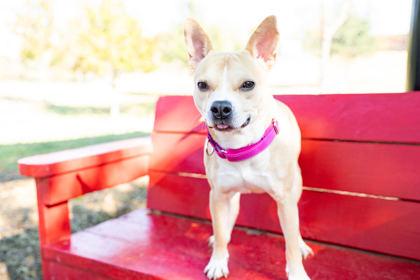 Enlarge Puggy, a Adoptable mixed breed in Carrollton, TX image 2/2