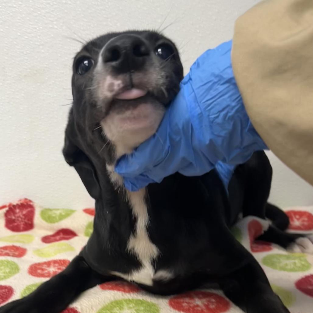 Naruto (foster), Adoptable, Puppy Male Terrier.