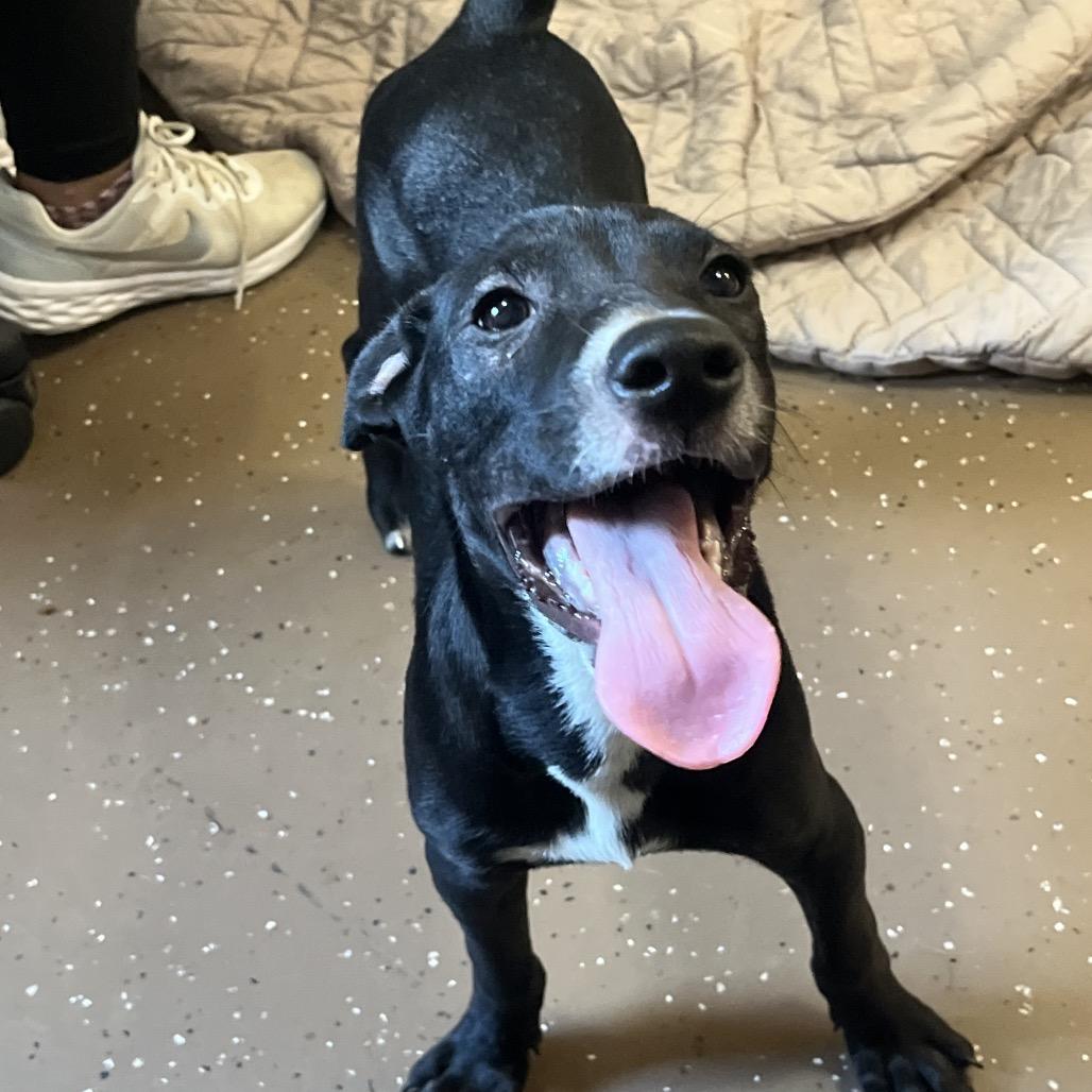 Enlarge Naruto (foster), a Adoptable Terrier in Belleville, IL image 2/6
