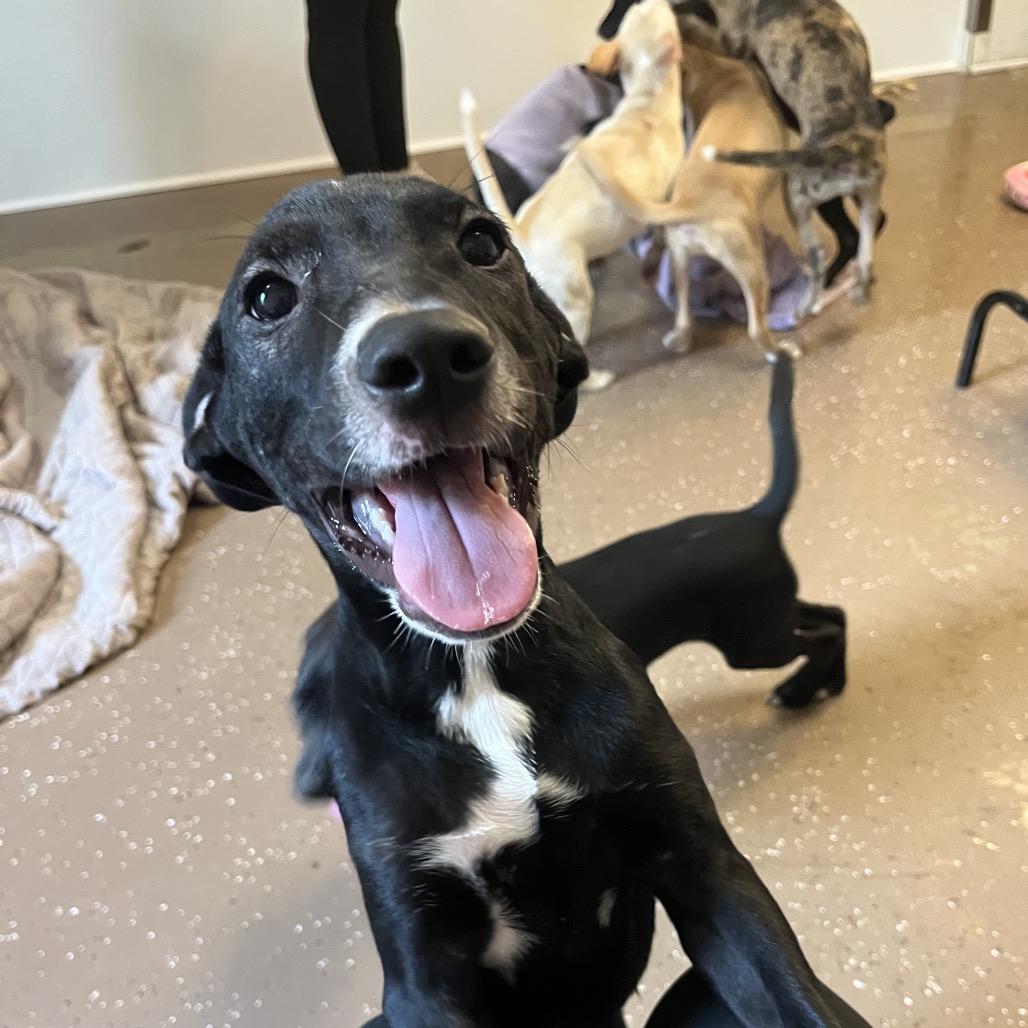 Enlarge Naruto (foster), a Adoptable Terrier in Belleville, IL image 4/6