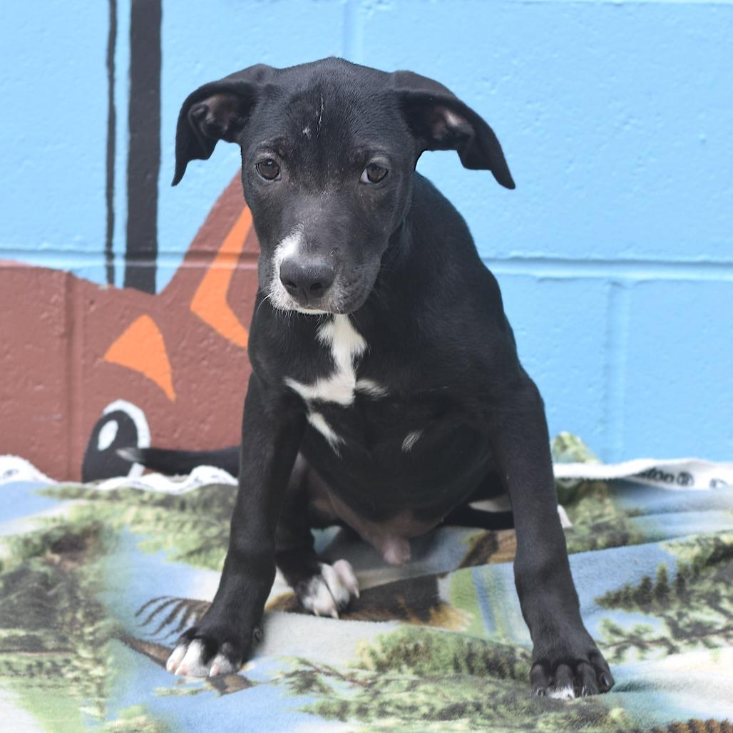 Enlarge Naruto (foster), a Adoptable Terrier in Belleville, IL image 5/6