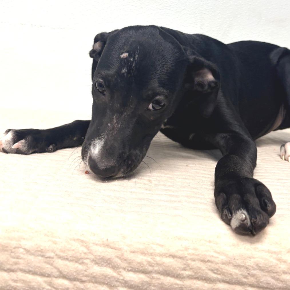 Enlarge Naruto (foster), a Adoptable Terrier in Belleville, IL image 6/6