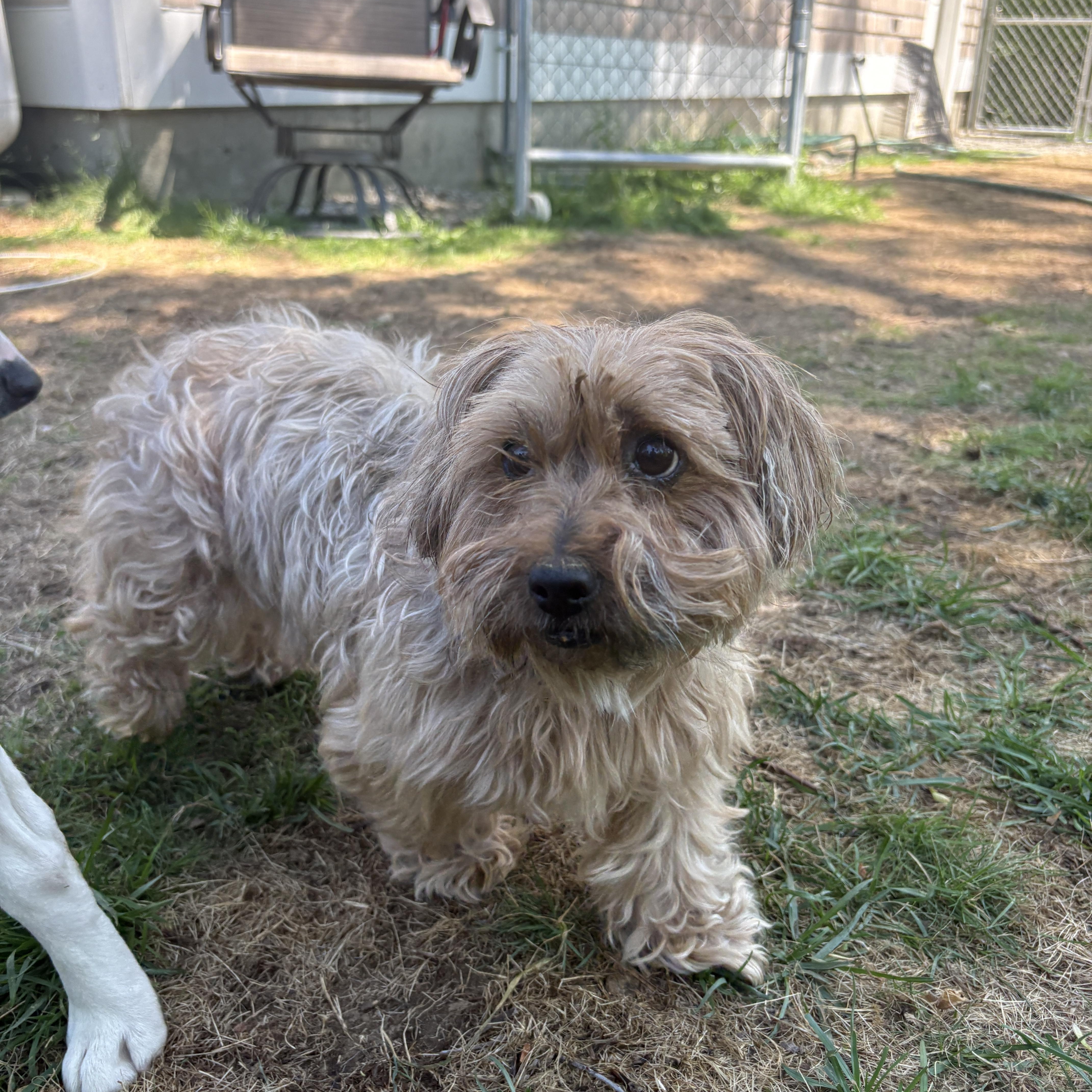 Princess, a ADOPTABLE mixed breed in New Boston, NH image 5/6
