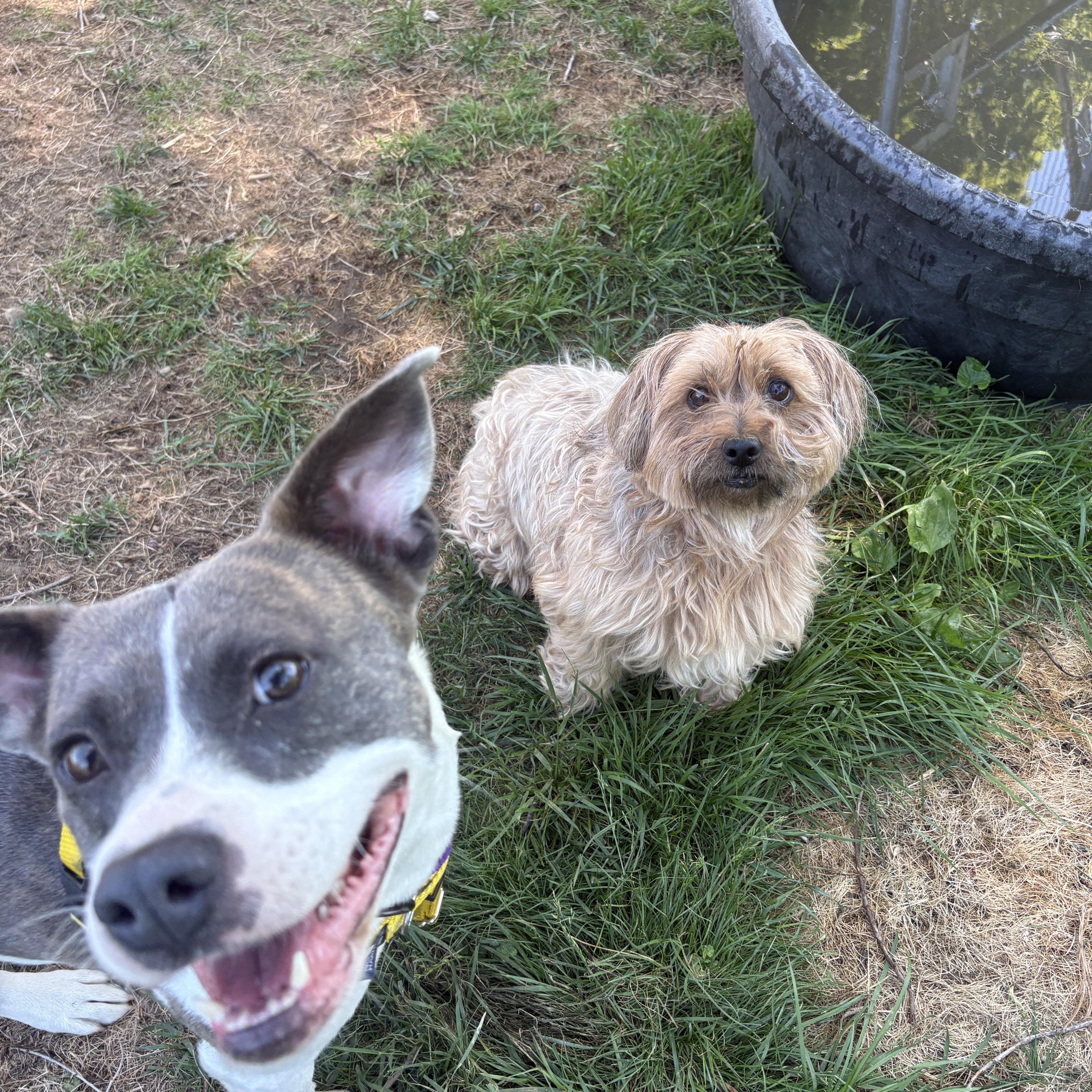 Princess, a ADOPTABLE mixed breed in New Boston, NH image 3/6