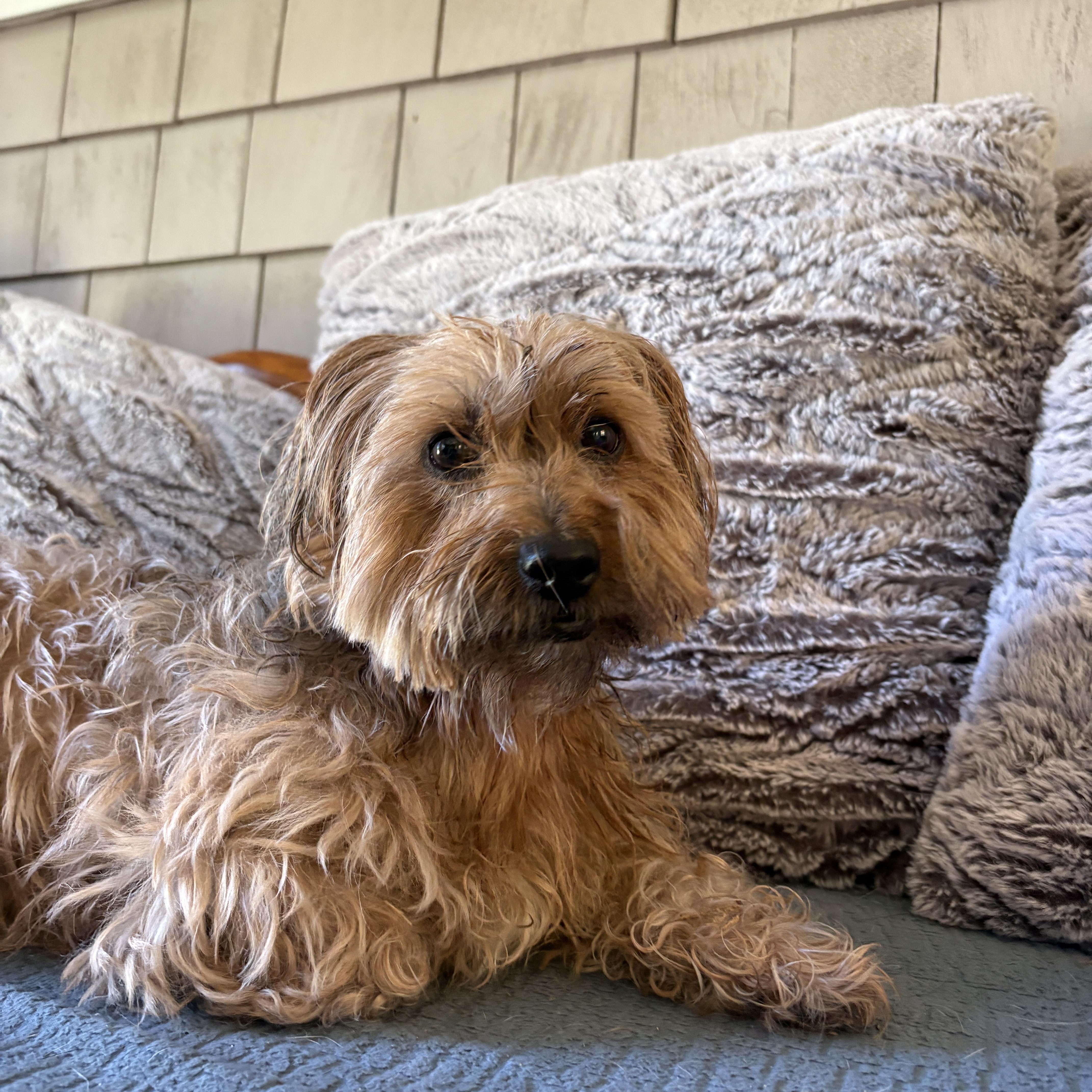 Princess, a ADOPTABLE mixed breed in New Boston, NH image 1/6