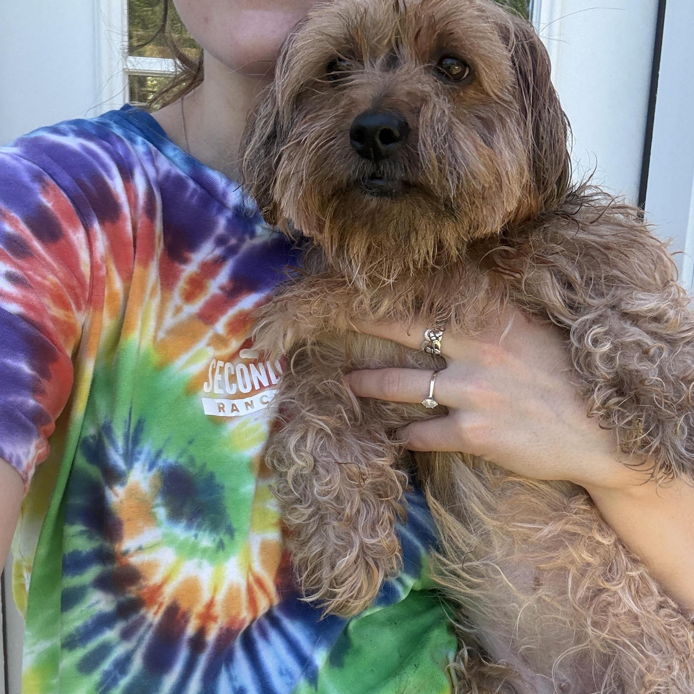 Princess, a ADOPTABLE mixed breed in New Boston, NH image 2/6