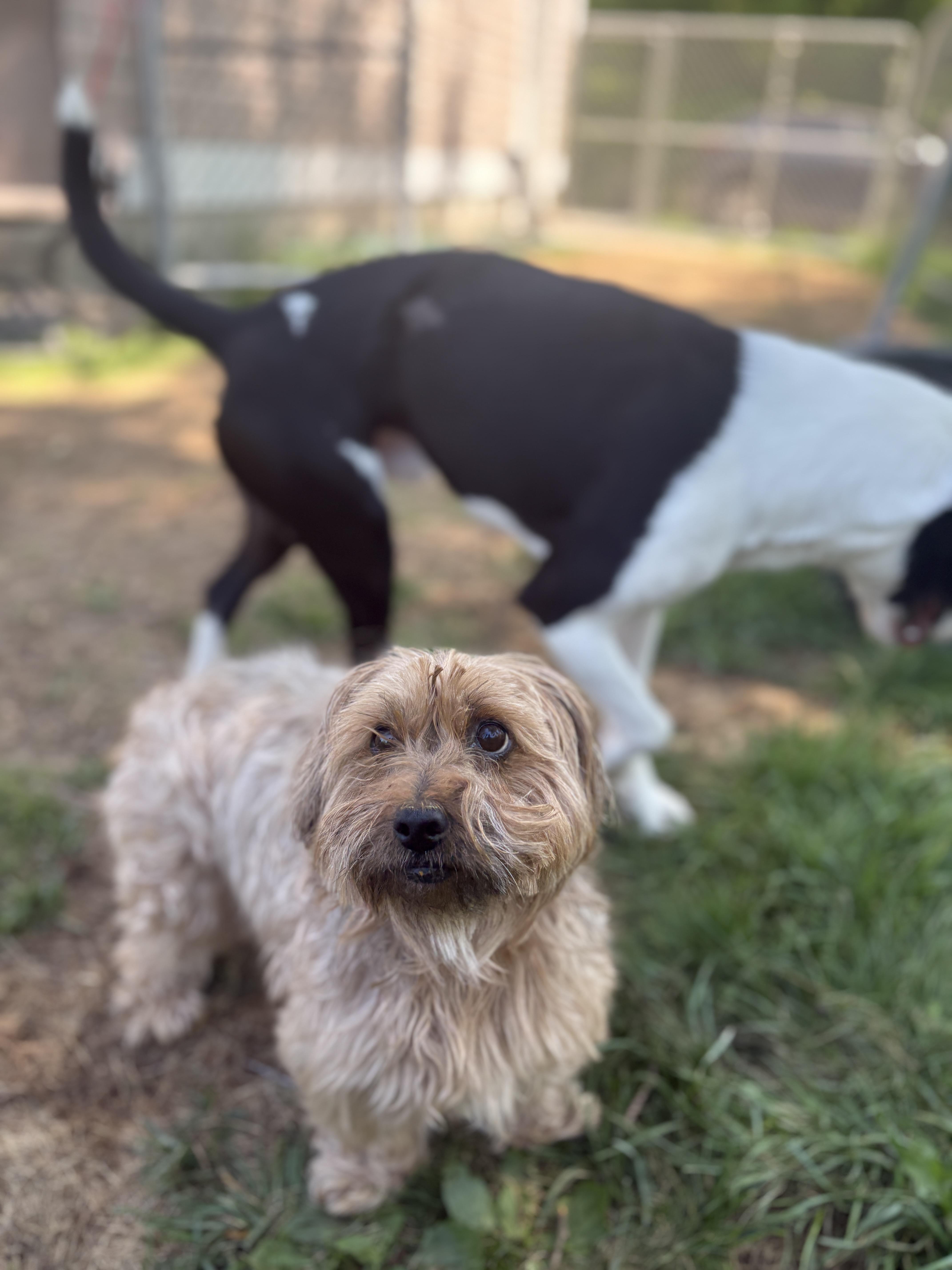 Princess, a ADOPTABLE mixed breed in New Boston, NH image 4/6