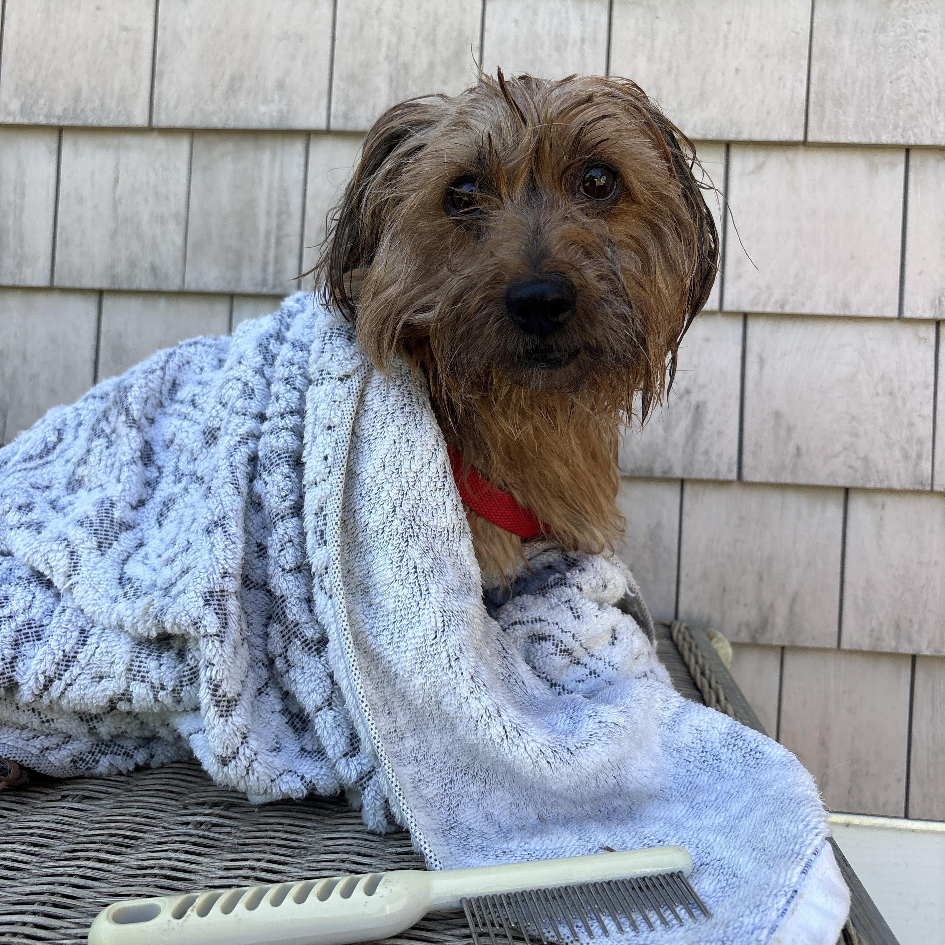 Princess, a ADOPTABLE mixed breed in New Boston, NH image 6/6