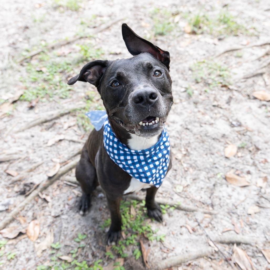 Blitz, Adoptable, Adult Male Mixed Breed.