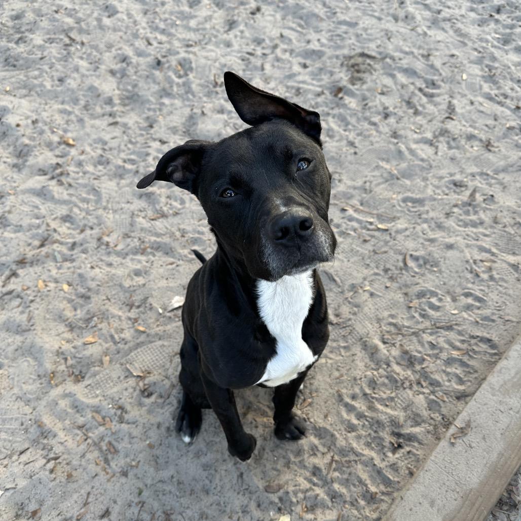 Enlarge Blitz, a Adoptable Mixed Breed in Gainesville, FL image 2/6
