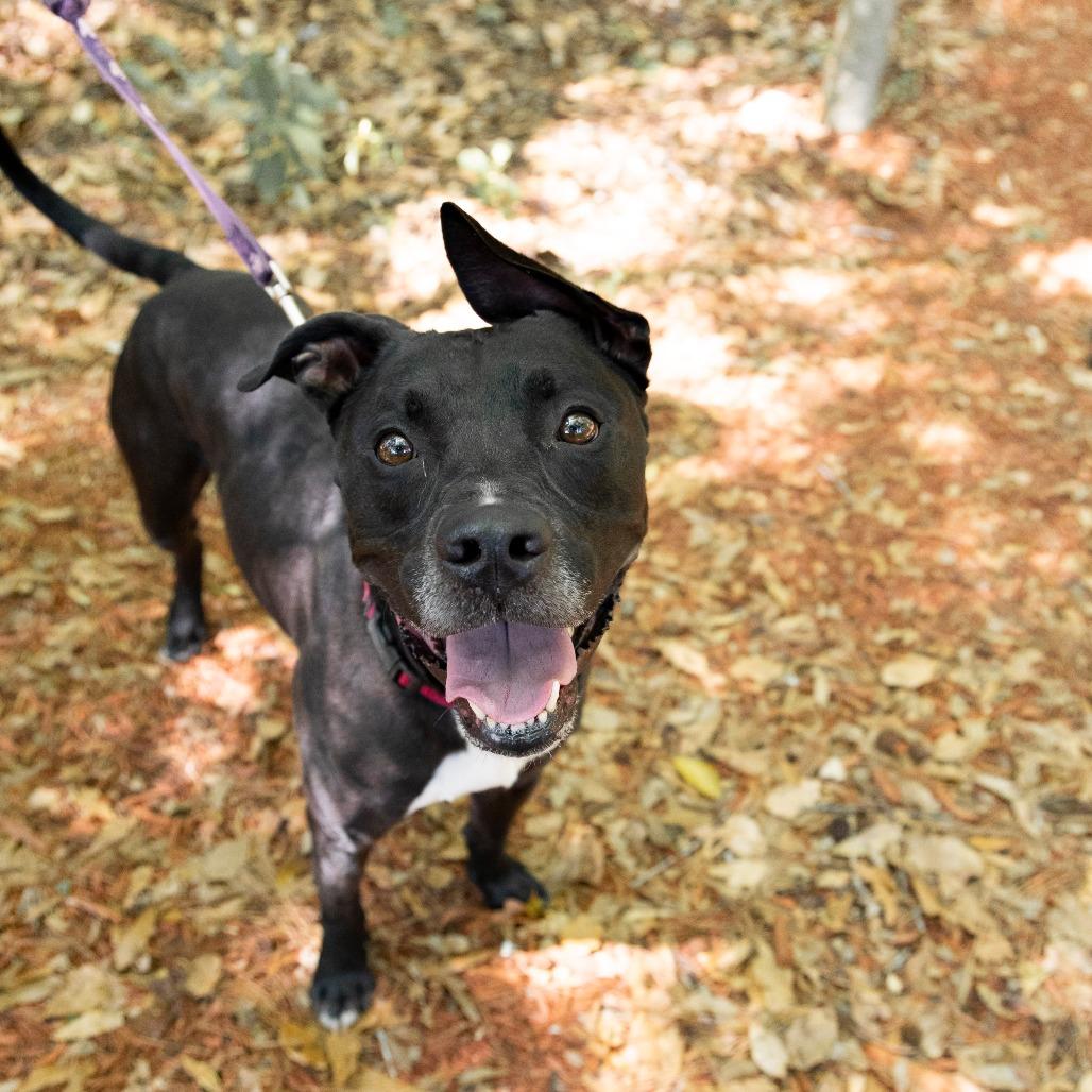 Enlarge Blitz, a Adoptable Mixed Breed in Gainesville, FL image 3/6
