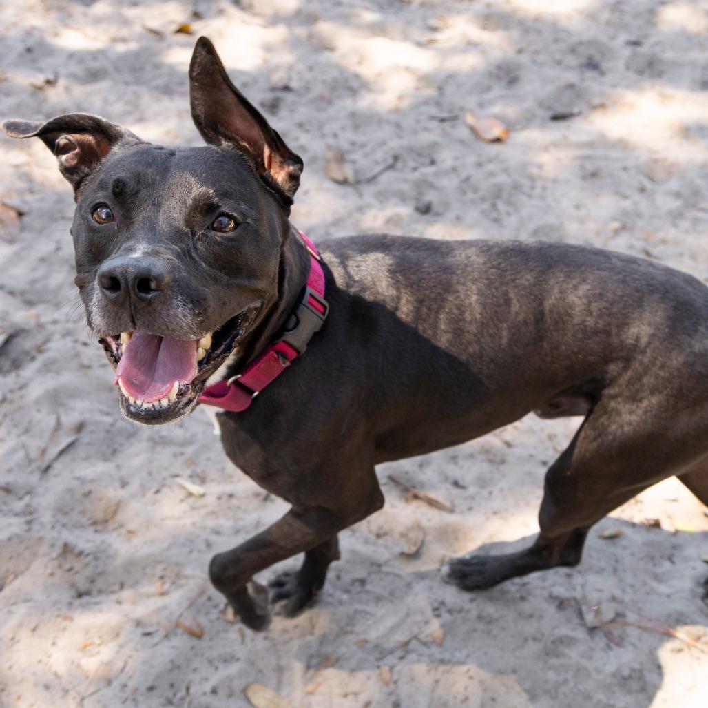 Enlarge Blitz, a Adoptable Mixed Breed in Gainesville, FL image 4/6