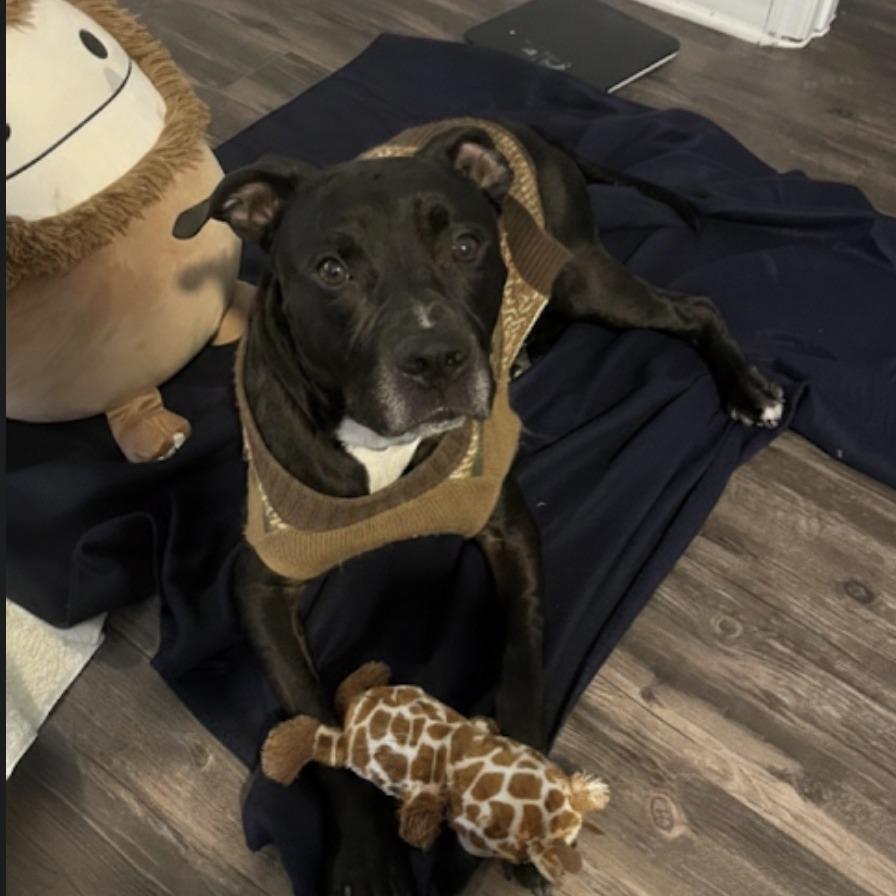 Enlarge Blitz, a Adoptable Mixed Breed in Gainesville, FL image 5/6