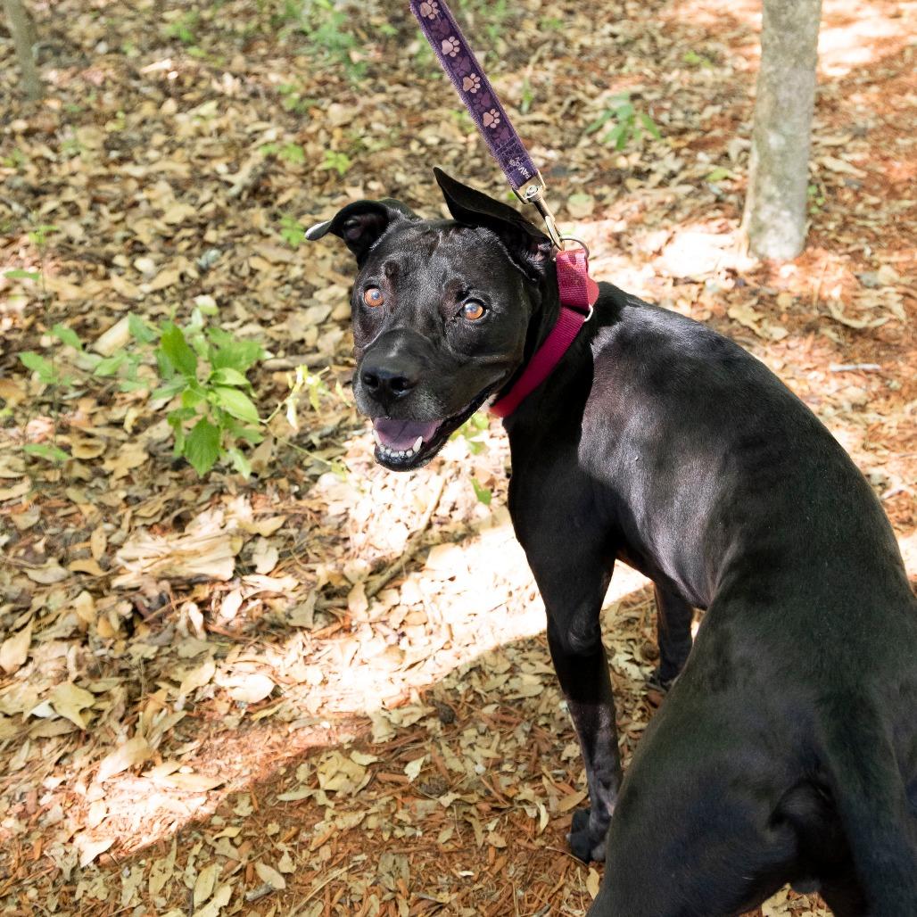 Enlarge Blitz, a Adoptable Mixed Breed in Gainesville, FL image 6/6