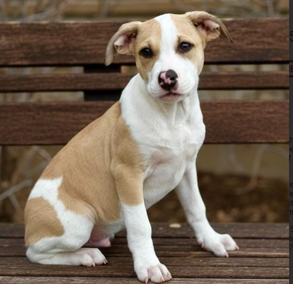 Enlarge December, a ADOPTABLE mixed breed in Mead, CO image 1/2