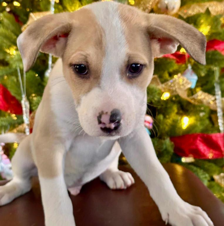 Enlarge December, a ADOPTABLE mixed breed in Mead, CO image 1/1