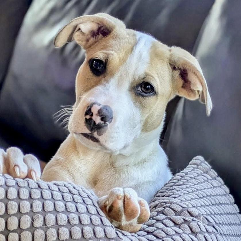 December, ADOPTABLE, Puppy Male Staffordshire Bull Terrier & Mixed Breed.