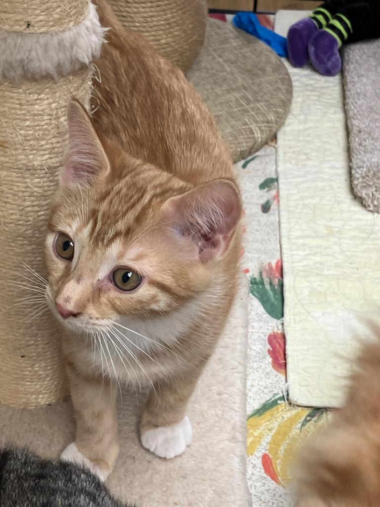 Enlarge Andrew.  Daisy 1, a Adoptable mixed breed in Lunenburg, MA image 1/3