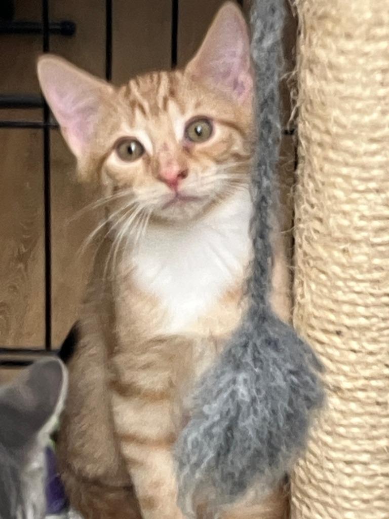 Enlarge Andrew.  Daisy 1, a Adoptable mixed breed in Lunenburg, MA image 2/3