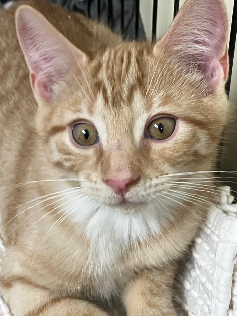 Enlarge Andrew.  Daisy 1, a Adoptable mixed breed in Lunenburg, MA image 3/3