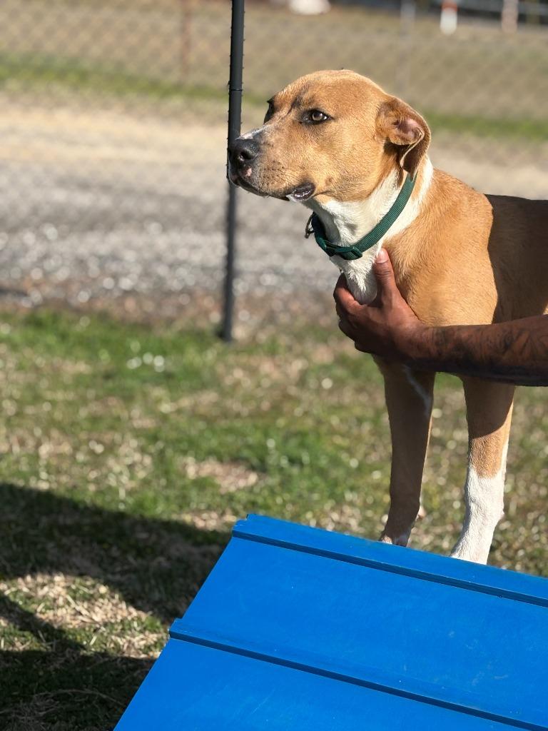 Brock, Adoptable, Young Male Mixed Breed.