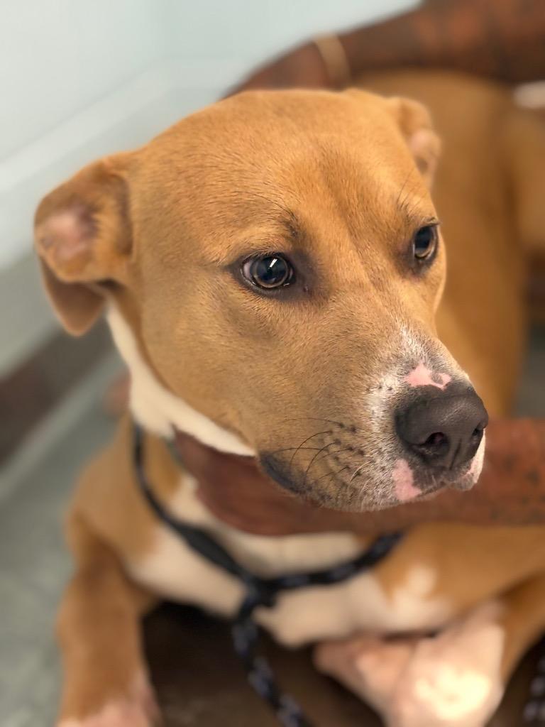 Enlarge Brock, a Adoptable mixed breed in Effingham, SC image 2/4