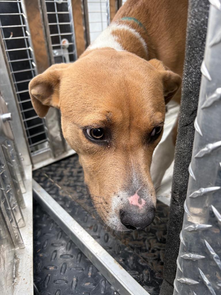 Enlarge Brock, a Adoptable mixed breed in Effingham, SC image 2/4