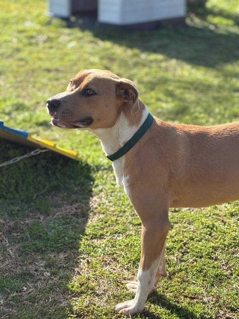 Enlarge Brock, a Adoptable mixed breed in Effingham, SC image 4/4