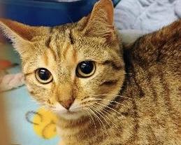 DC 4, ADOPTABLE, Young Female Domestic Short Hair.
