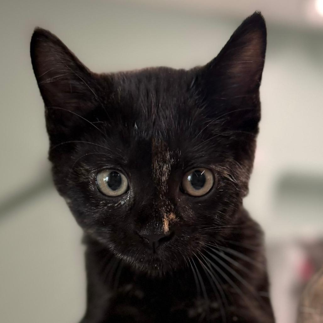 Fern, Adoptable, Kitten Female Domestic Short Hair.
