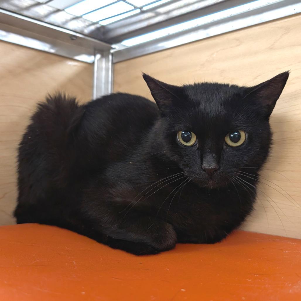 Amelia, Adoptable, Adult Female Domestic Short Hair.