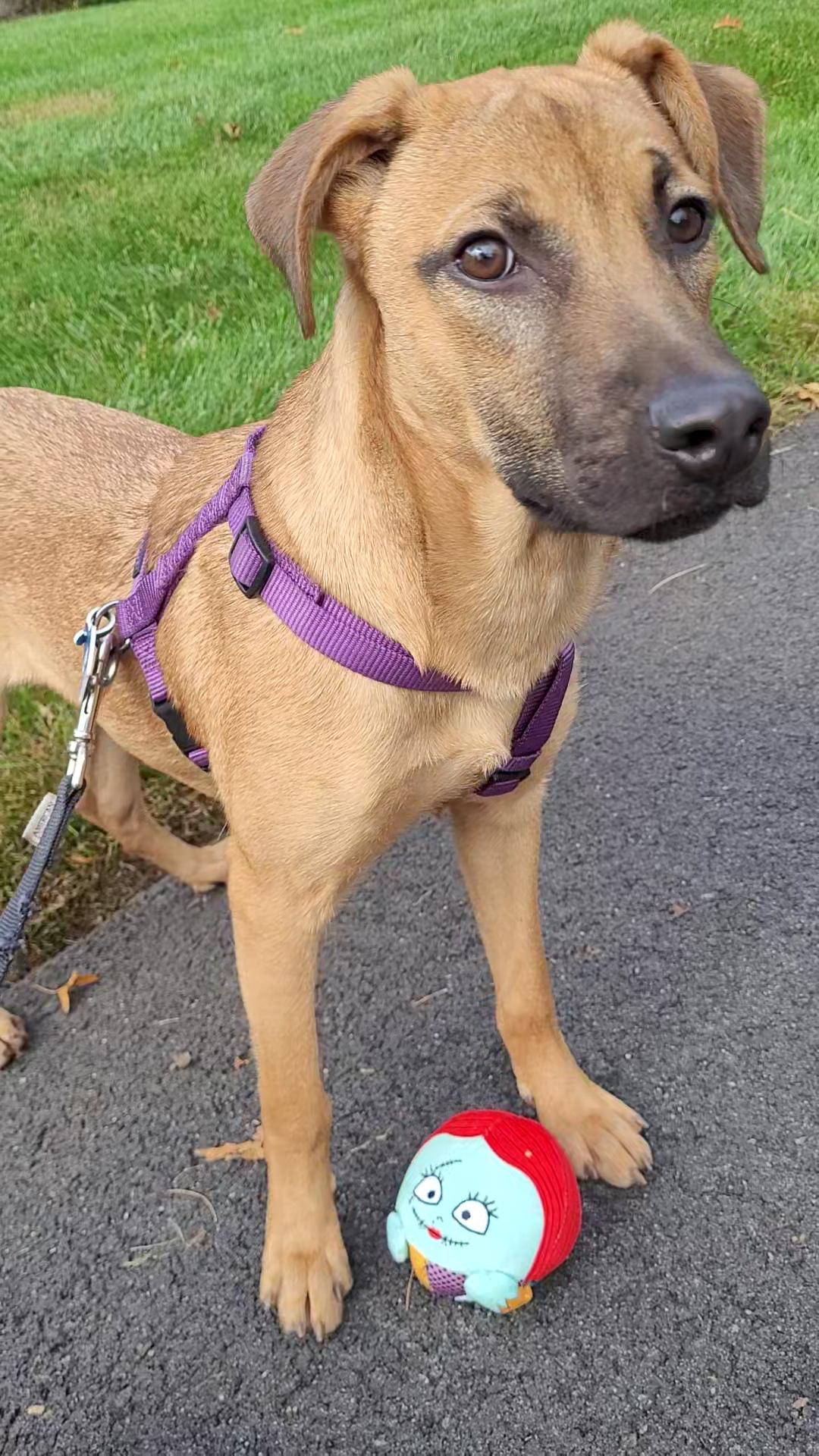 Stormfly, a Adoptable Black Mouth Cur in Wayne, NJ image 5/5