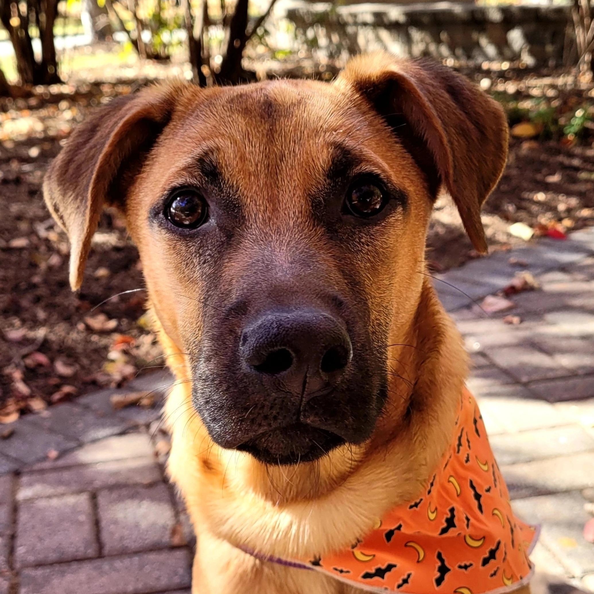 Stormfly, a Adoptable Black Mouth Cur in Wayne, NJ image 1/5