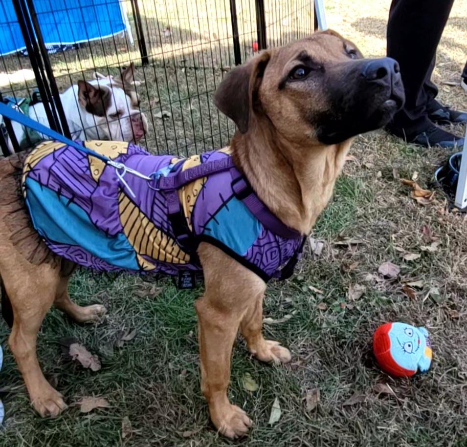 Stormfly, a Adoptable Black Mouth Cur in Wayne, NJ image 2/5