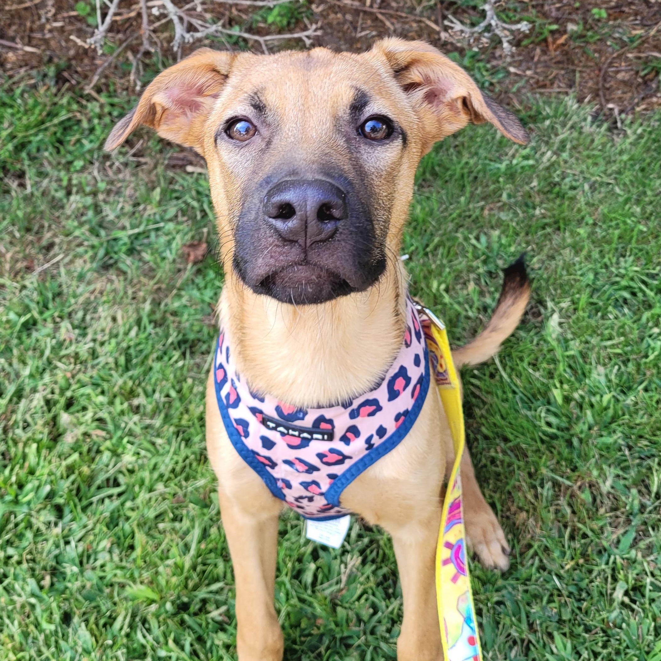 Stormfly, a Adoptable Black Mouth Cur in Wayne, NJ image 4/5