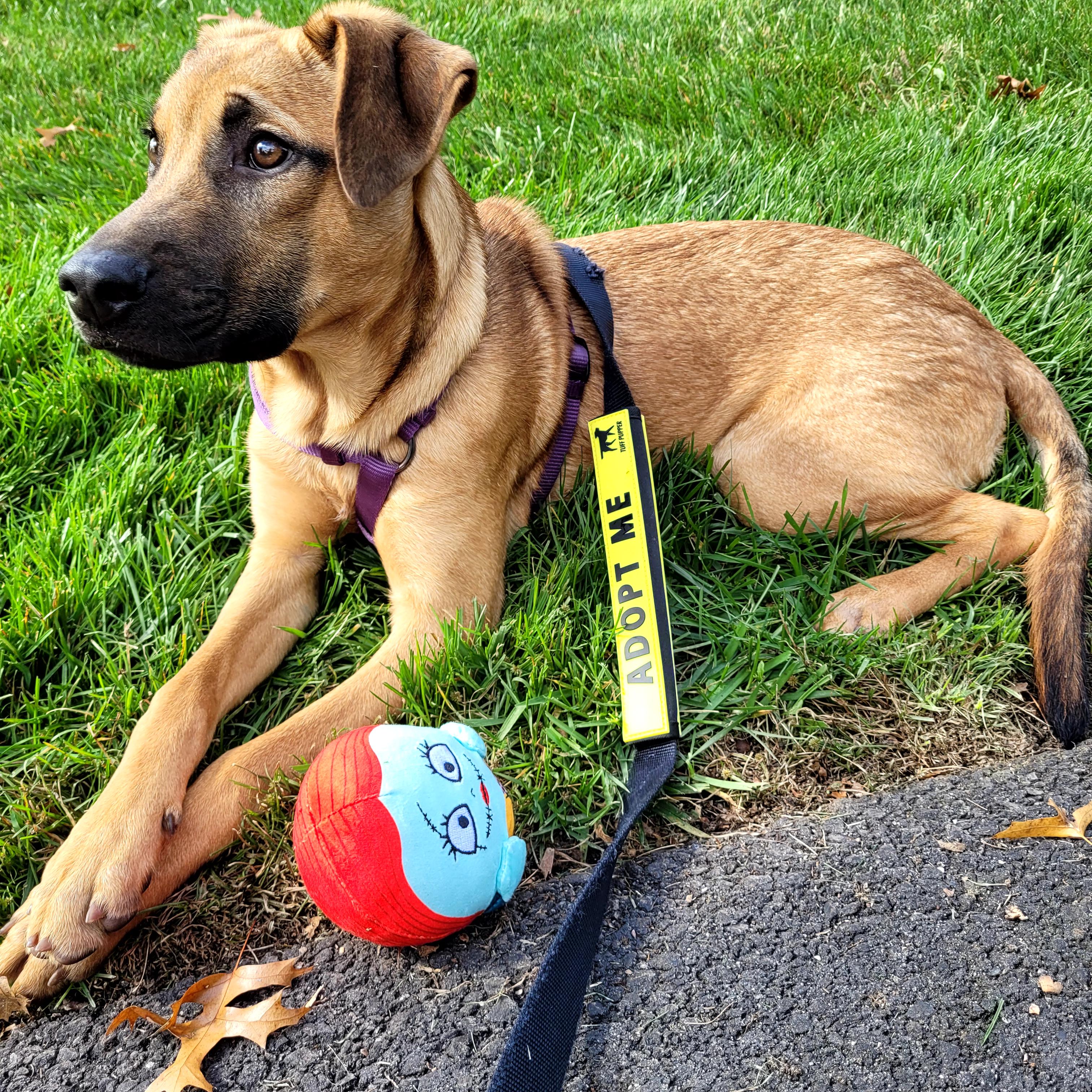 Stormfly, a Adoptable Black Mouth Cur in Wayne, NJ image 3/5