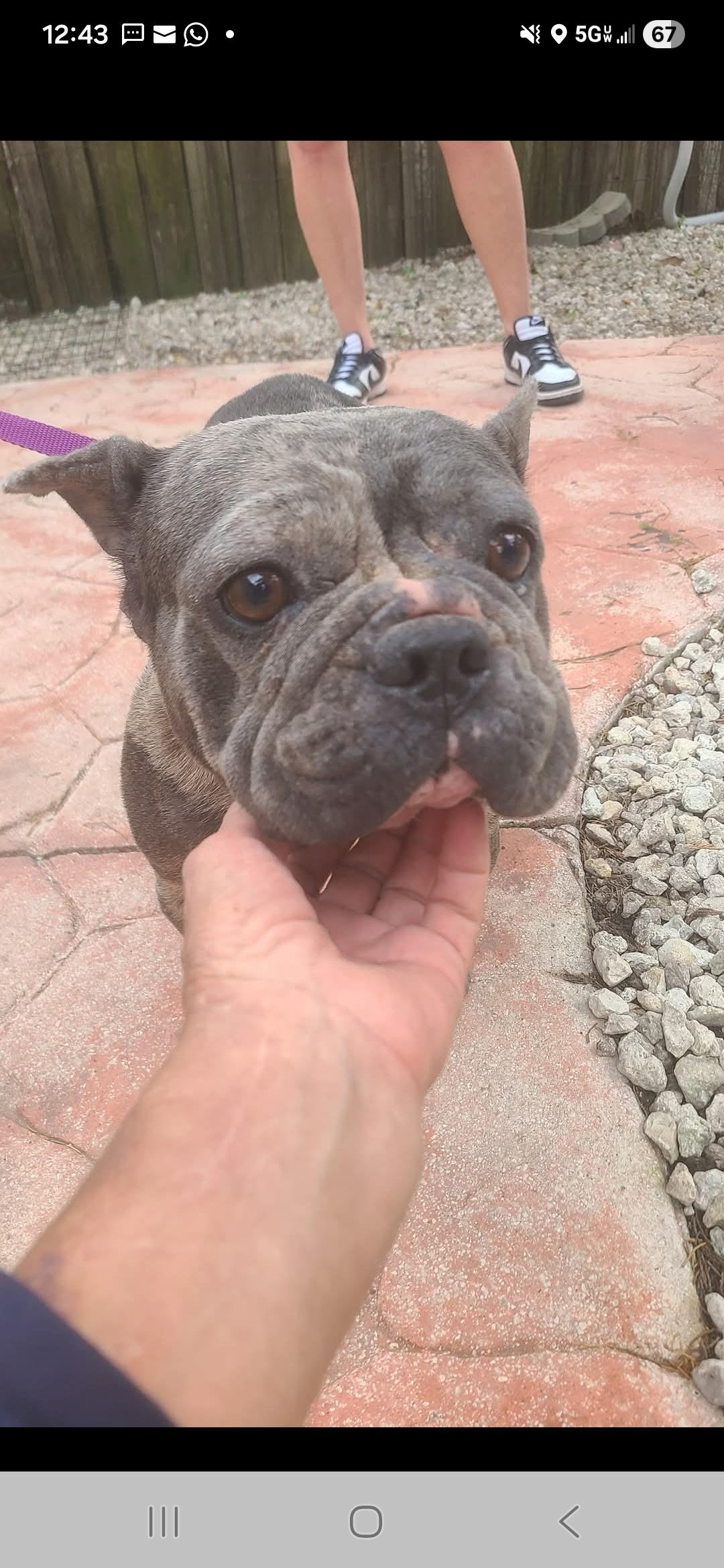 Enlarge Josie , a ADOPTABLE French Bulldog in Miami, FL image 1/2