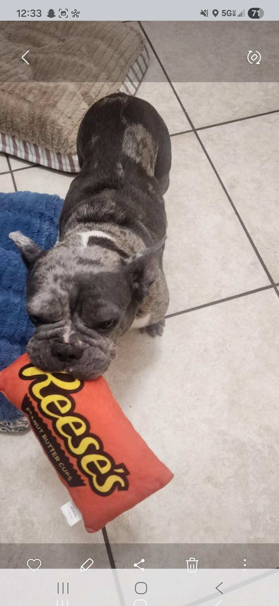 Enlarge Josie , a ADOPTABLE French Bulldog in Miami, FL image 2/2