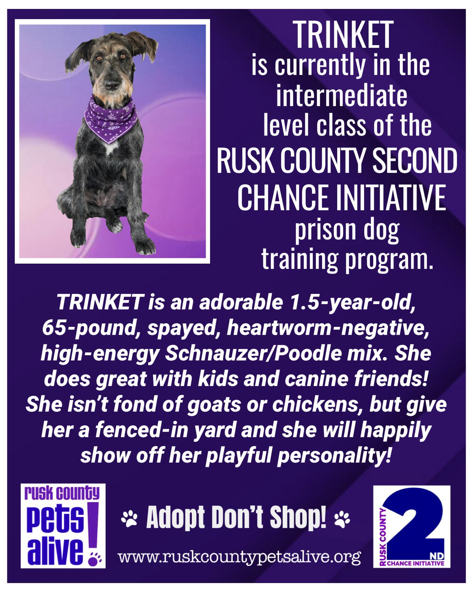 Enlarge Trinket, a ADOPTABLE mixed breed in Henderson, TX image 2/2