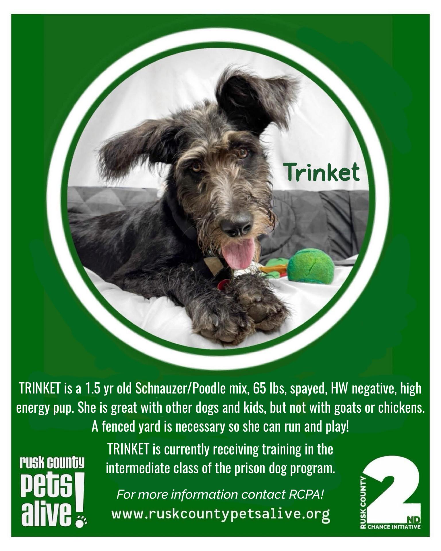 Trinket, ADOPTABLE, Young Female Schnauzer & Poodle.