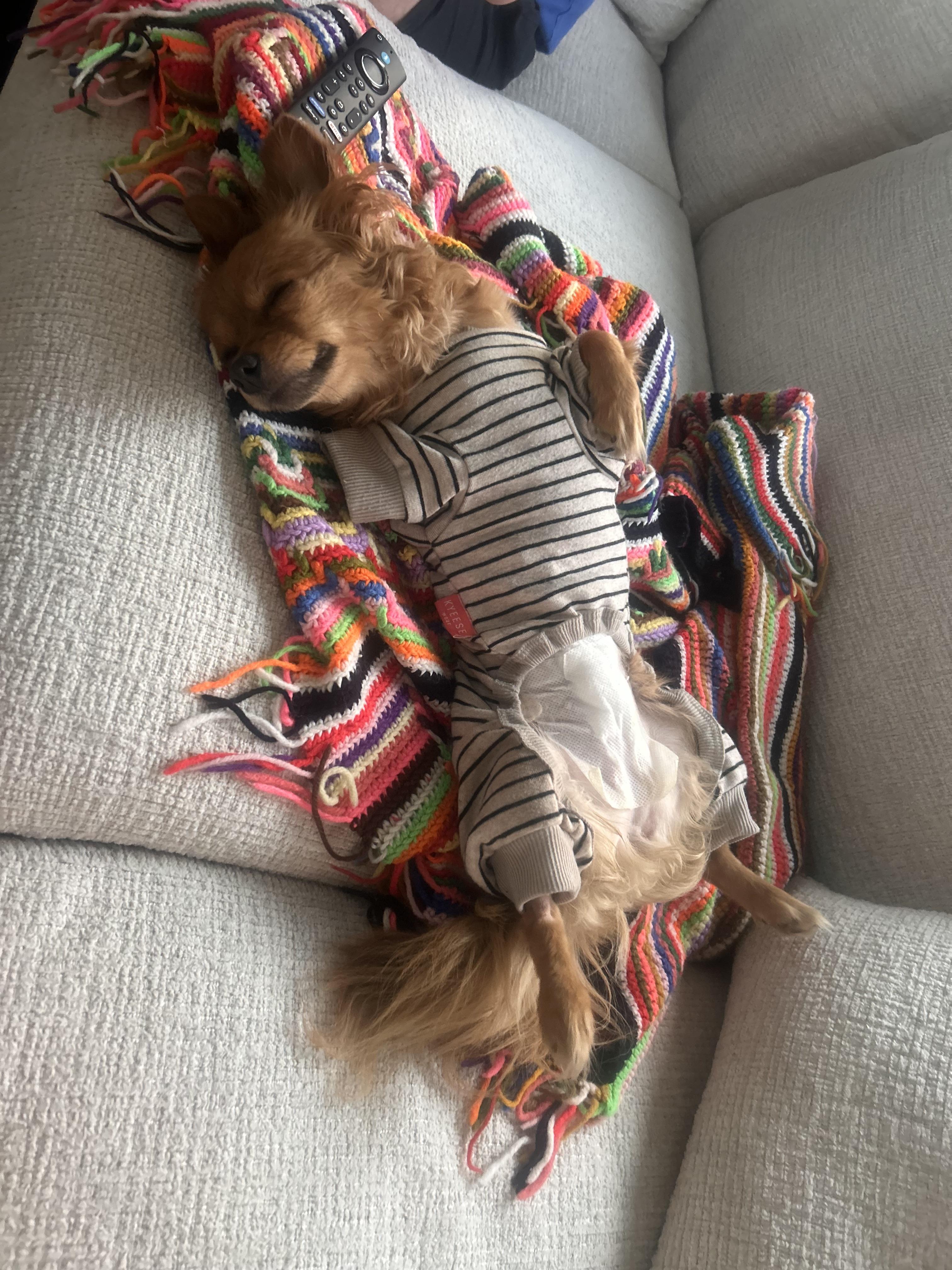 Mila, adopted, Young Female Chihuahua.