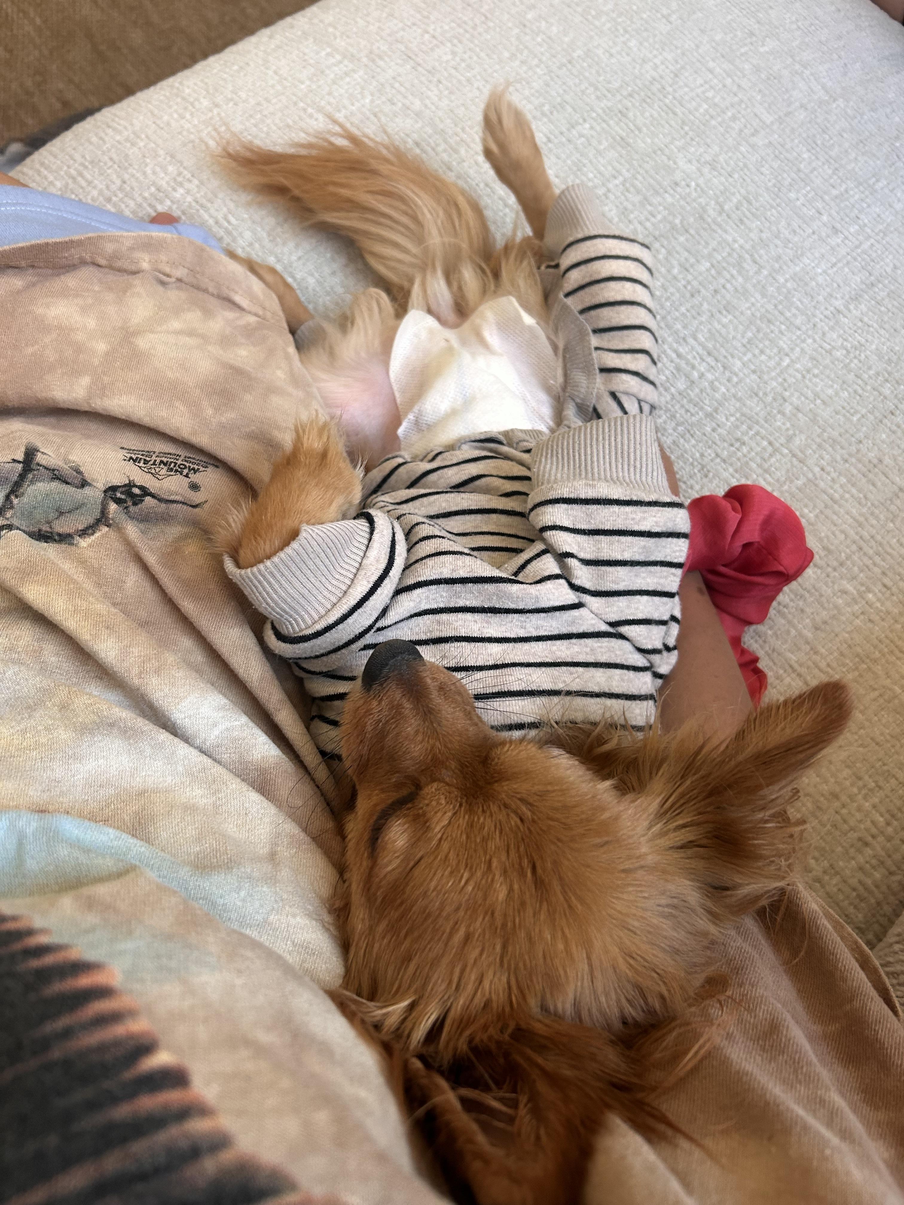 Mila, an adopted Chihuahua in Murrieta, CA image 3/3