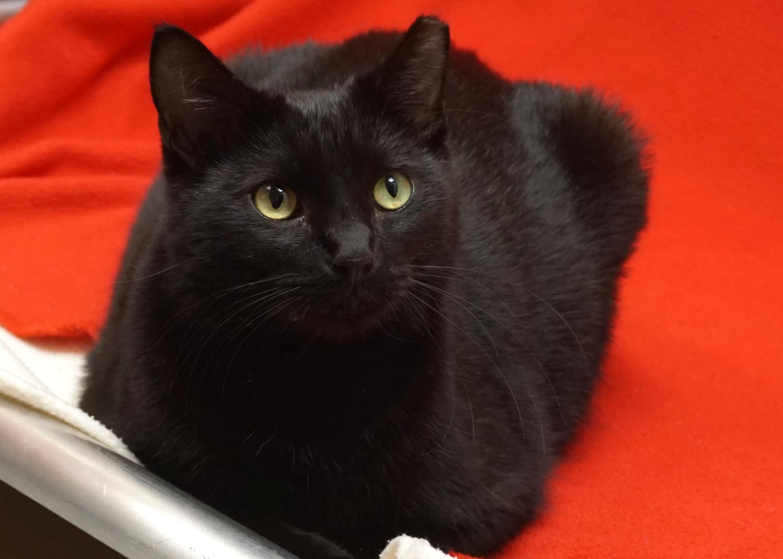 Hermann, a ADOPTABLE Domestic Short Hair in Fountain Hills, AZ image 5/6