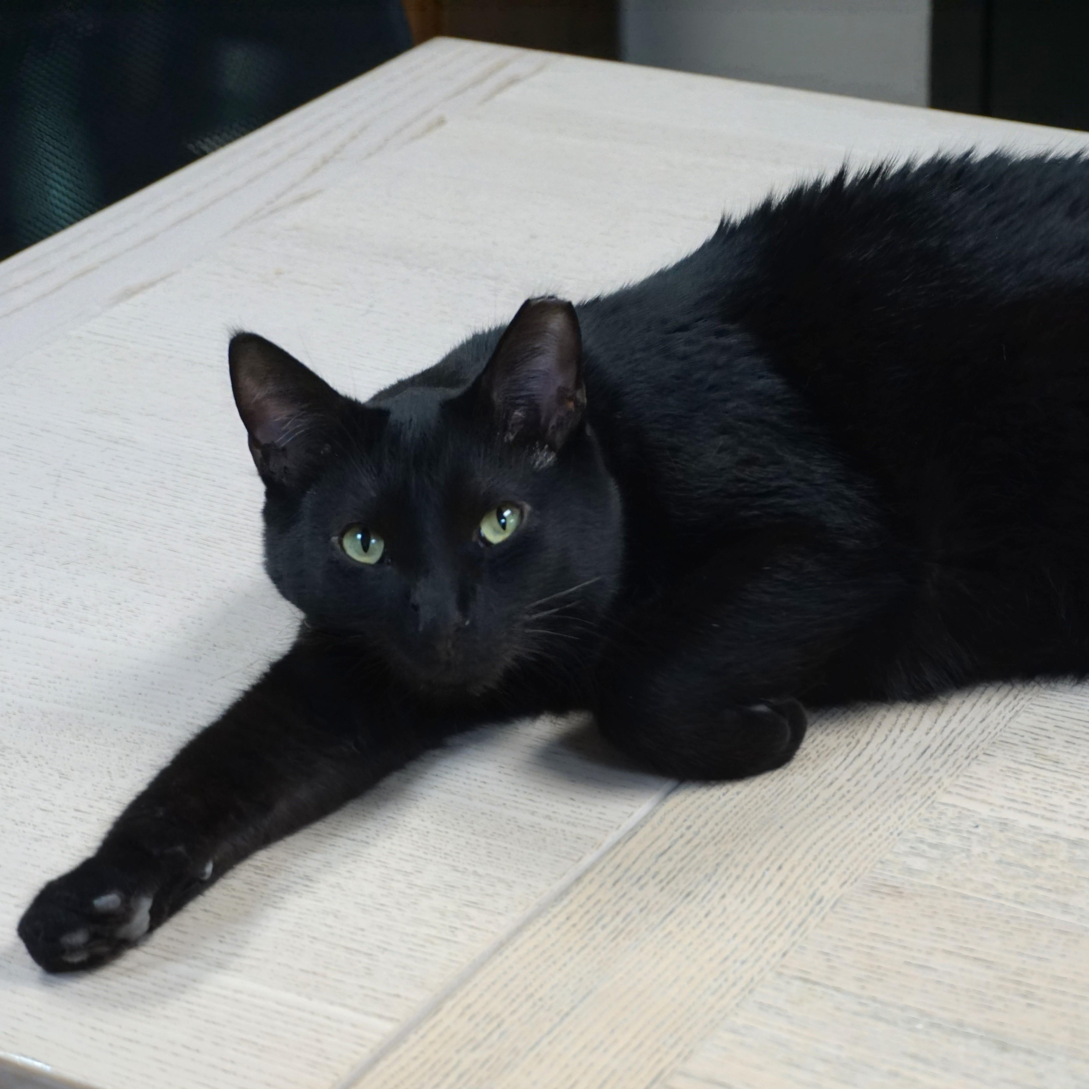 Hermann, a ADOPTABLE Domestic Short Hair in Fountain Hills, AZ image 2/6