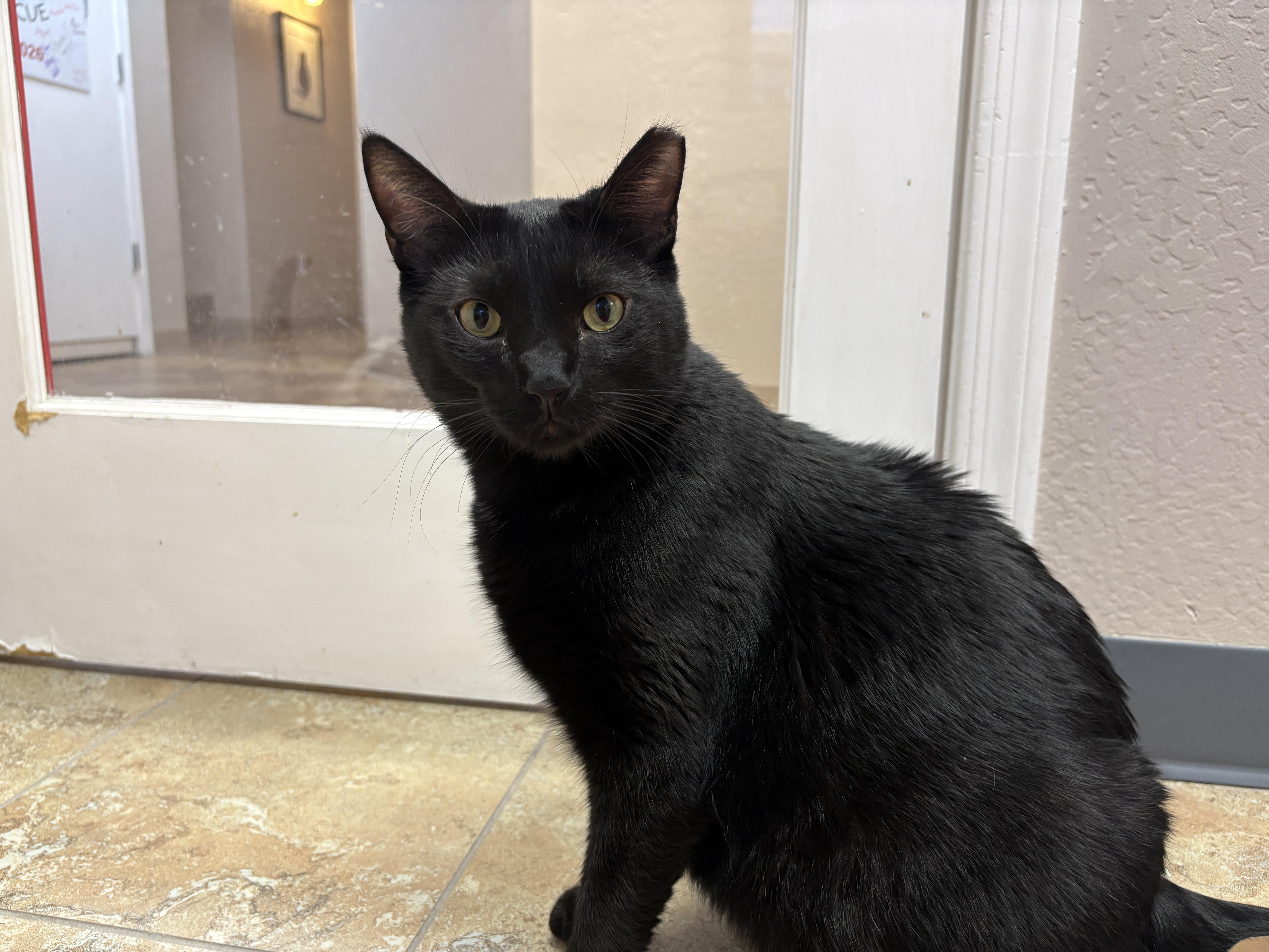 Hermann, a ADOPTABLE Domestic Short Hair in Fountain Hills, AZ image 3/6