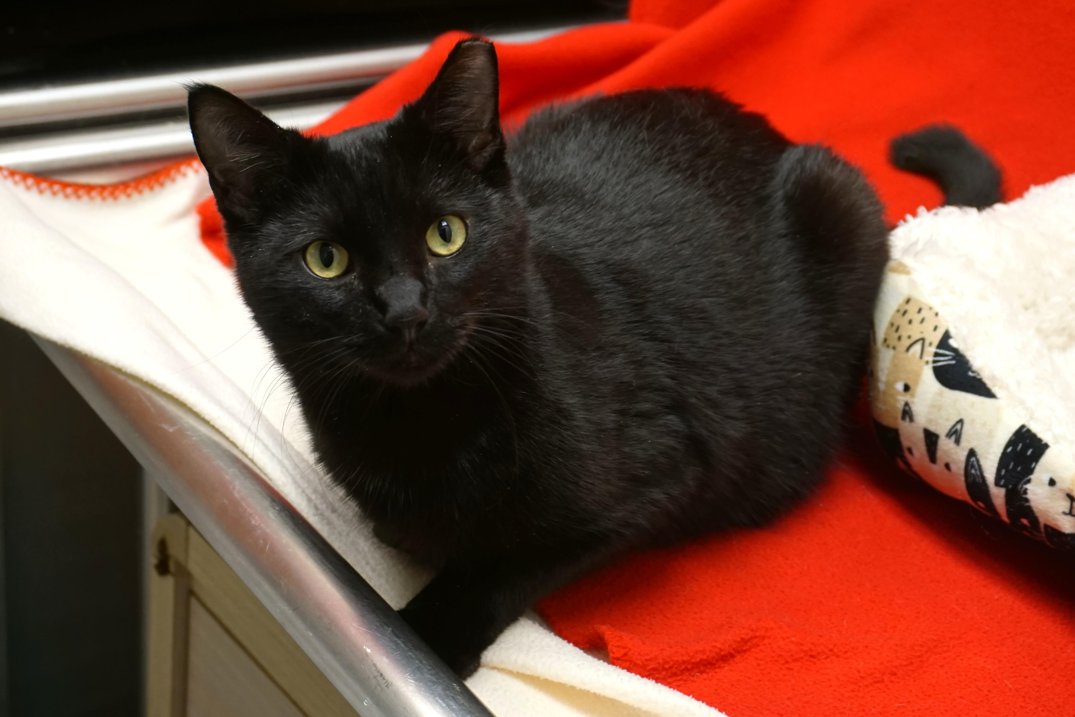 Hermann, a ADOPTABLE Domestic Short Hair in Fountain Hills, AZ image 4/6