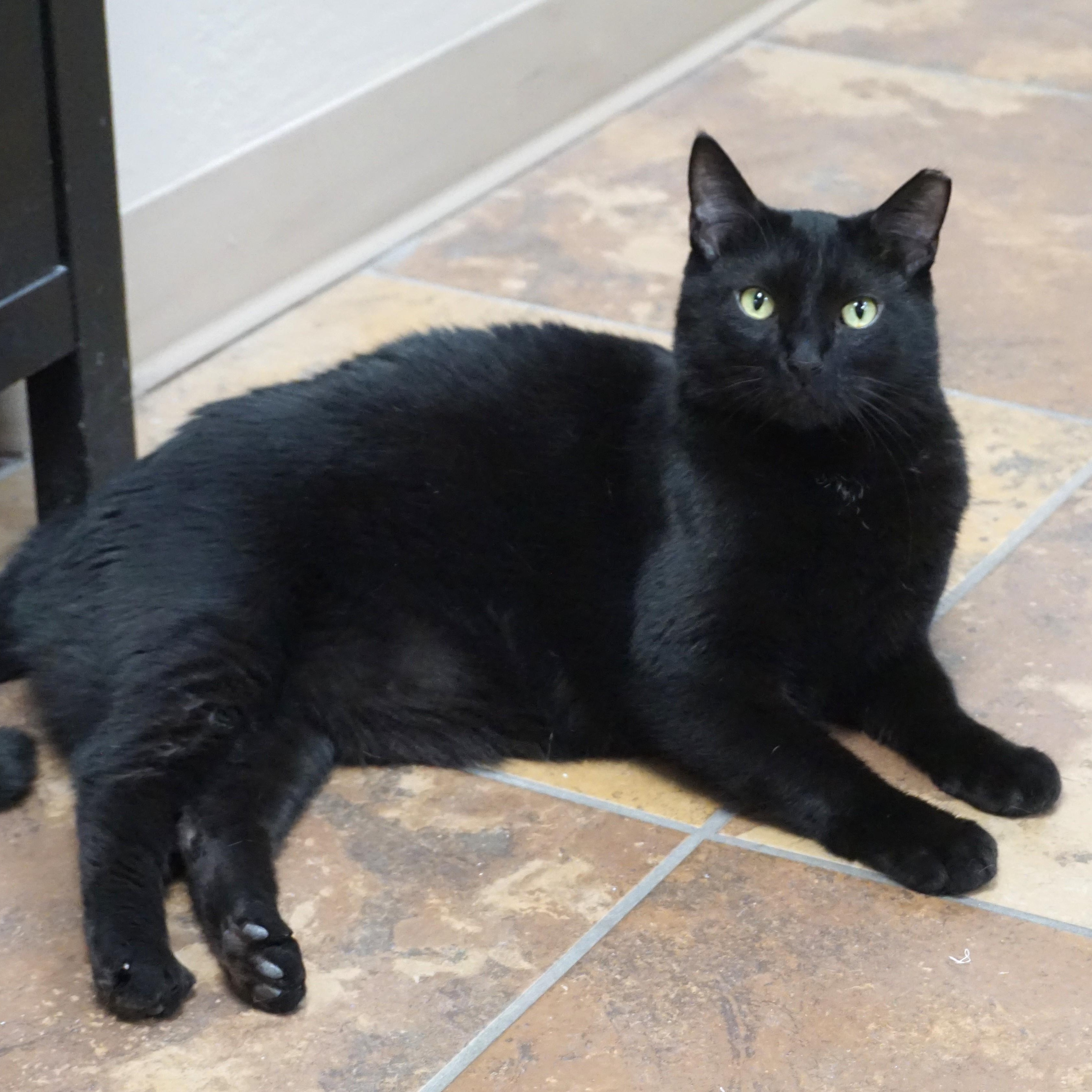 Hermann, ADOPTABLE, Adult Male Domestic Short Hair.